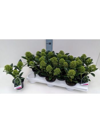 Skimmia J FRAG CLOUD