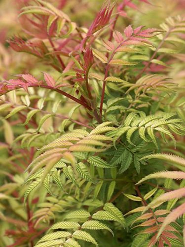 Sorbaria sorbifolia - Tollas gyöngyvessző