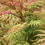 Sorbaria sorbifolia - Tollas gyöngyvessző