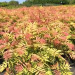 Sorbaria sorbifolia 'Sem'® - Törpe tollas gyöngyvessző