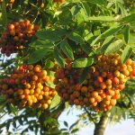 Sorbus aucuparia - Madárberkenye