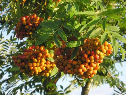 Sorbus aucuparia - Madárberkenye