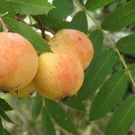 Sorbus domestica - Házi berkenye