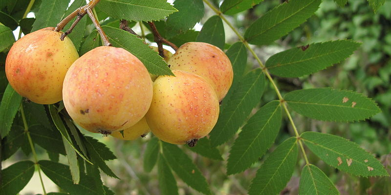 Sorbus_domestica_-_Hazi_berkenye Sorbus domestica - Házi berkenye