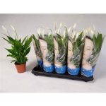 Spathiphyllum ALANA