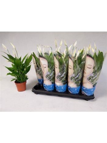 Spathiphyllum ALANA
