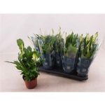Spathiphyllum BELLINI