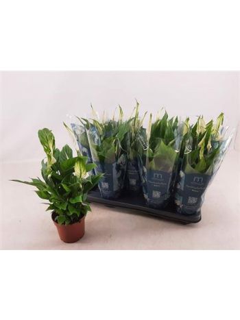 Spathiphyllum BELLINI