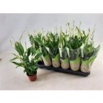Spathiphyllum CHOPIN
