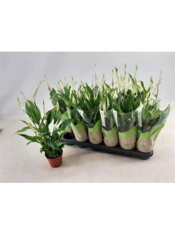Spathiphyllum CHOPIN