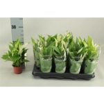 Spathiphyllum PEARL CUPIDO