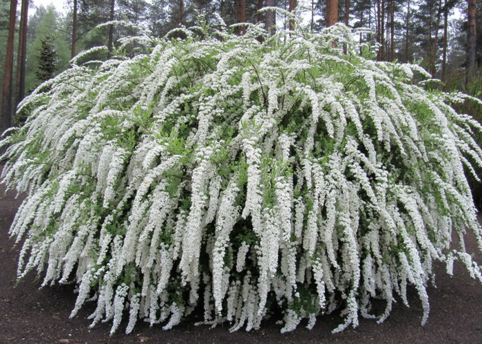 Spiraea__cinerea_Grefsheim_–_hamvas_gyongyvesszo Spiraea cinerea Grefsheim – hamvas gyöngyvessző