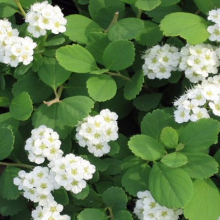 Spiraea betulifolia 'Tor' - Fehér virágú gyöngyvessző