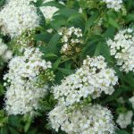 Spiraea cantoniensis 'Lanceata' - Fehér teltvirágú gyöngyvessző