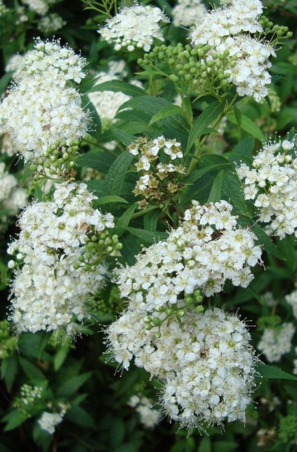 Spiraea cantoniensis 'Lanceata' - Fehér teltvirágú gyöngyvessző