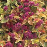 Spiraea japonica 'Firelight' -