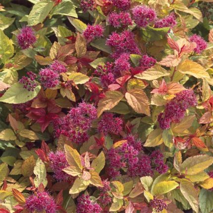 Spiraea japonica 'Firelight' -
