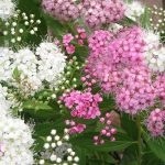 Spiraea japonica 'Genpei' (Shirobana) - Fehér-rózsaszín virágú törpe gyöngyvessző