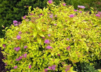 Spiraea japonica 'Golden Princess' - Aranylevelű japán gyöngyvessző