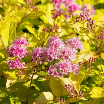 Spiraea japonica 'Goldmound' -