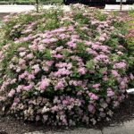 Spiraea japonica 'Little Princess' - Rózsaszín virágú gyöngyvessző