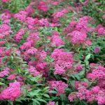 Spiraea japonica 'Macrophylla' - Nagylevelű japán gyöngyvessző