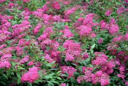 Spiraea japonica 'Macrophylla' - Nagylevelű japán gyöngyvessző