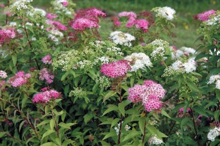 Spiraea japonica 'Manon' - Rózsaszín virágú japán gyöngyvessző