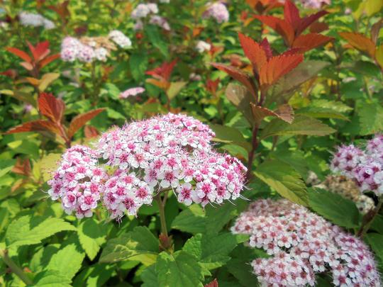 Spiraea_japonica_Sparkling_Champagne_-_ Spiraea japonica 'Sparkling Champagne' -