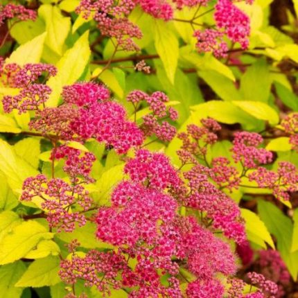 Spiraea japonica ‘Goldflame’ – japán gyöngyvessző