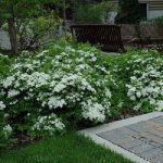 Spiraea nipponica 'Halward's Silver' - Ezüst nipponi gyöngyvessző