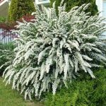 Spiraea nipponica 'Snowmound' - Fehérvirágú nipponi gyöngyvessző