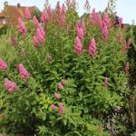 Spiraea x billardii - Piros virágú gyöngyvessző