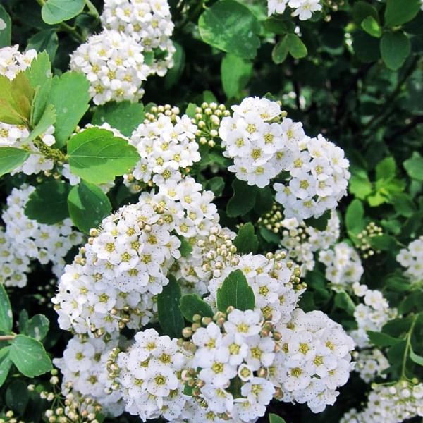 Spiraea_x_vanhouttei_-_Kerti_gyongyvesszo Spiraea x vanhouttei - Kerti gyöngyvessző