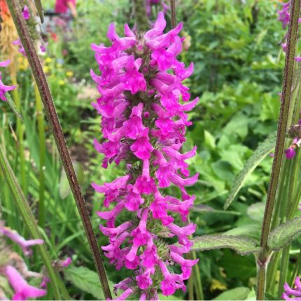 Stachys  'Summer Romance' (Tisztesfű)
