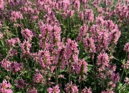 Stachys officinalis 'Pink Cotton Candy' (Orvosi tisztesfű)
