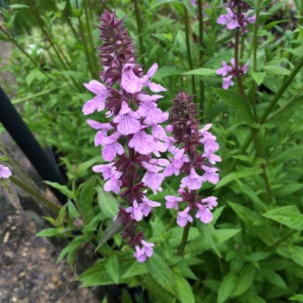 Stachys palustris