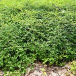 Stephanandra incisa 'Crispa' -