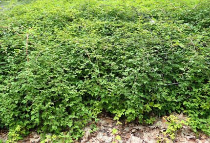 Stephanandra incisa 'Crispa' -