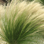 Stipa tenuissima – árvalányhaj