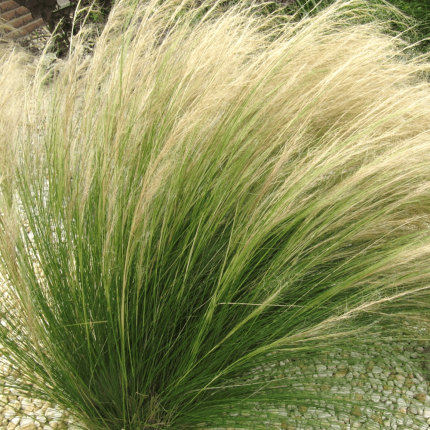 Stipa tenuissima – árvalányhaj