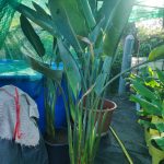 Strelitzia reginae – Papagájvirág 12 literes cserépben 100cm+