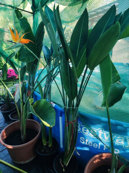 Strelitzia reginae – Papagájvirág 15 literes cserépben 120cm+ virágos