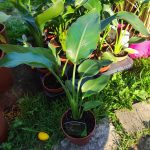 Strelitzia reginae – Papagájvirág 12cm-es cserépben