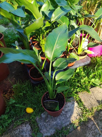 Strelitzia reginae – Papagájvirág 12cm-es cserépben