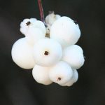 Symphoricarpos albus - Fehér hóbogyó