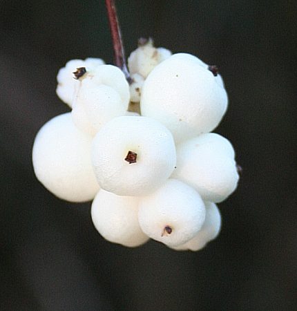 Symphoricarpos albus - Fehér hóbogyó