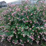 Symphoricarpos chenaultii 'Hancock' - Talajtakaró hóbogyó