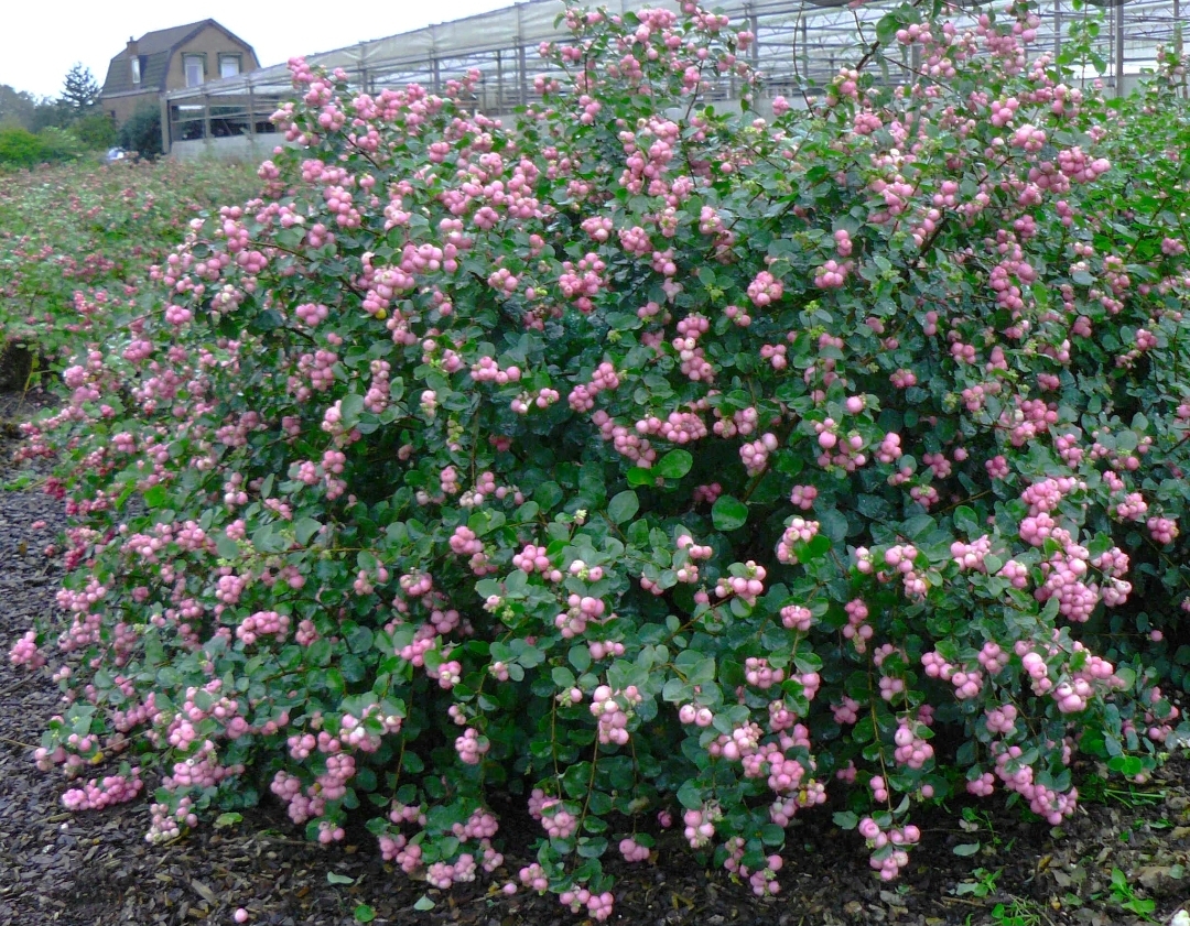 Symphoricarpos_chenaultii_Hancock_-_Talajtakaro_hobogyo Symphoricarpos chenaultii 'Hancock' - Talajtakaró hóbogyó