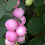 Symphoricarpos x doorenbosii 'Magic Berry' - Rózsaszín hóbogyó